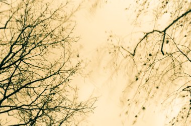 rüzgarlı hava ağaçta