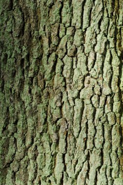 Meşe barka arka plan dokusu