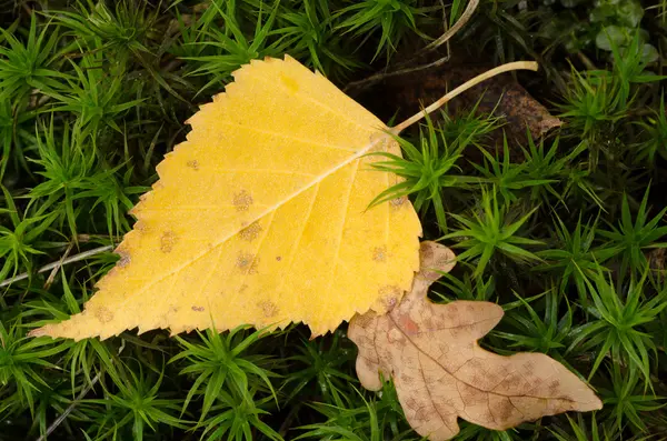 Желтый березовый лист на мху — стоковое фото