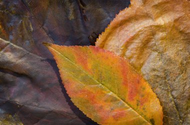 boyalı sonbahar yaprakları