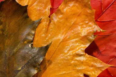 boyalı sonbahar yaprakları