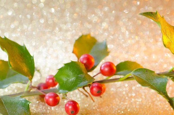 Christmas holly plant — Stock Photo, Image