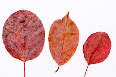boyalı sonbahar yaprakları