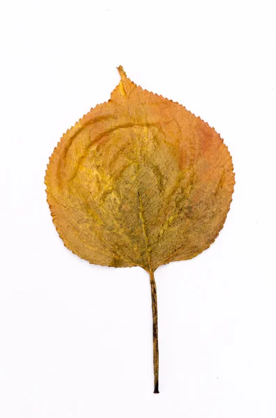 Malované podzimní listí — Stock fotografie