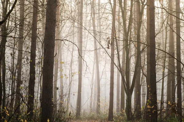 Reggel-a ködös erdő — Stock Fotó