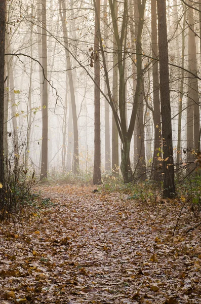Foresta nebbiosa al mattino — Foto Stock