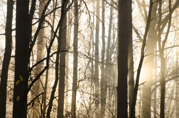 Foresta nebbiosa al mattino — Foto Stock