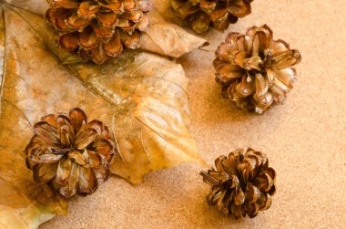 bitki Christmas dekorasyon için 