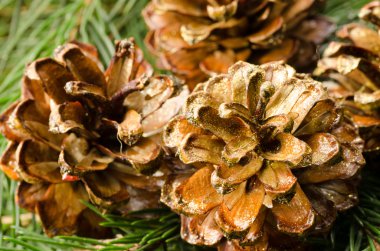 Altın çam kozalakları Noel dekorasyon için 