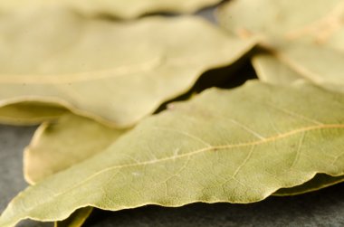 portre için defne yaprağı