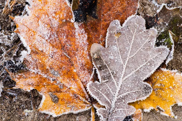 Fallna löv under rimfrost — Stockfoto