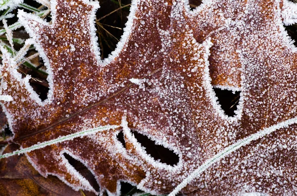 Fallen leaves under hoarfrost — Stock Photo, Image