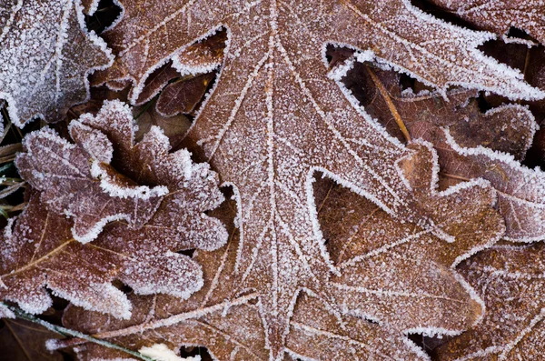 Fallen leaves under hoarfrost — Stock Photo, Image