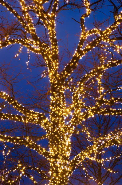 Träd inredda wit Christmas lights — Stockfoto