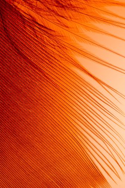 tüy makro seçici odak 