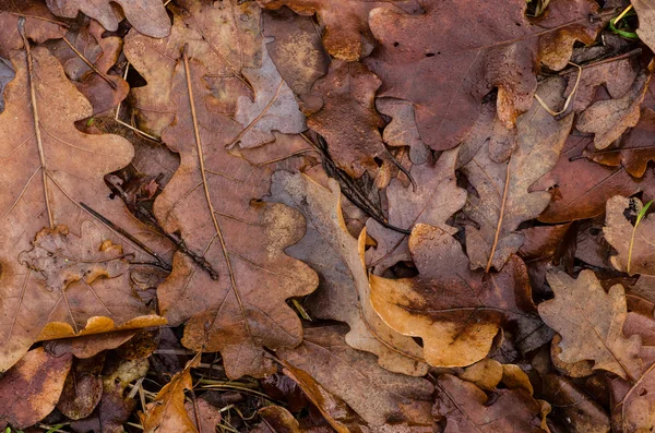 Bagnato foglie di quercia sfondo — Foto Stock
