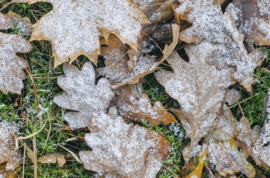 hoarfrost altında düşen yapraklar