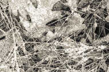 hoarfrost altında düşen yapraklar