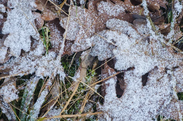 Fallna löv under rimfrost — Stockfoto