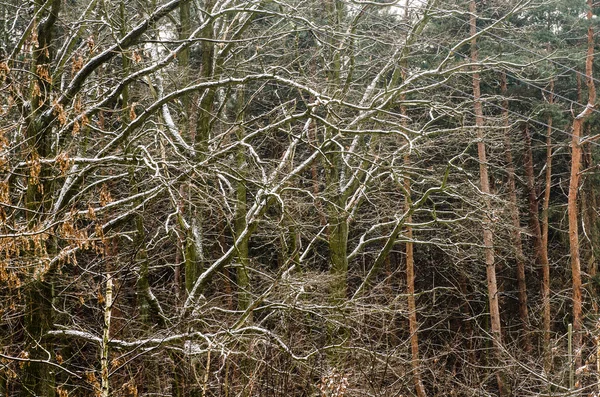 Winterbos bedekt met sneeuw — Stockfoto