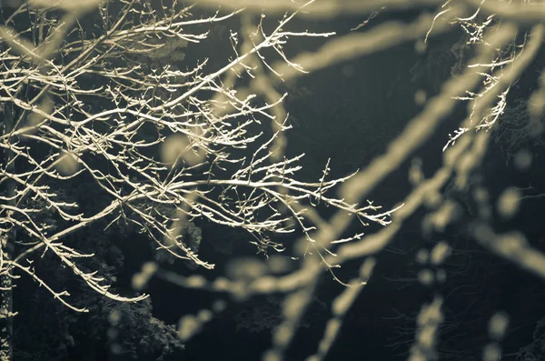 Alberi invernali coperti di neve — Foto Stock