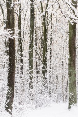 Kış ormanı karla kaplı 