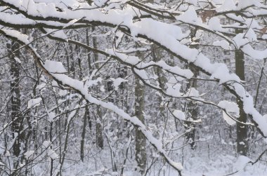 Kış ormanı karla kaplı 