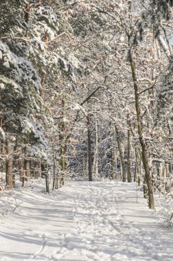 Kış ormanı karla kaplı 