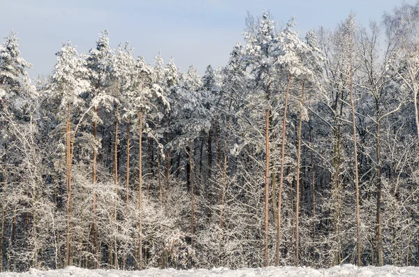 Zimní les pokrytý sněhem — Stock fotografie