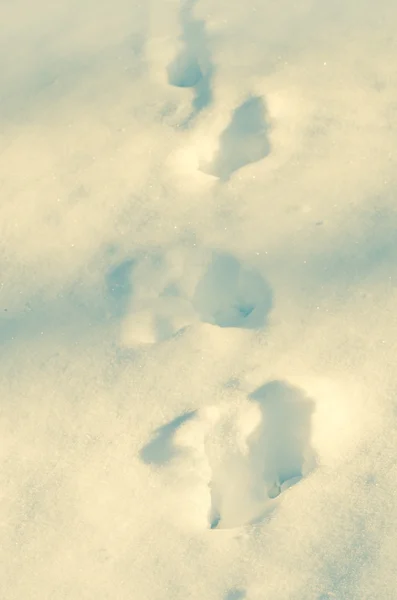 Stampe piede sulla neve — Foto Stock