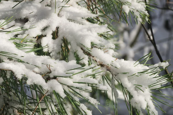 Rama de pino cubierta de nieve —  Fotos de Stock