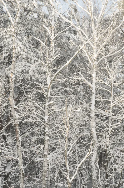 Winterwald mit Schnee bedeckt — Stockfoto