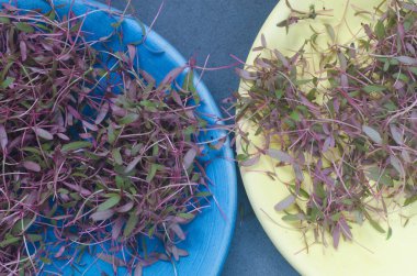 taze genç solmayan çiçek yaprakları ve otlar