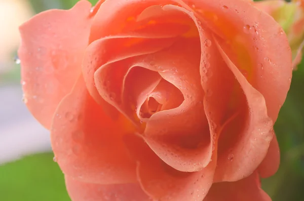 Closeup toorange rose — Stockfoto