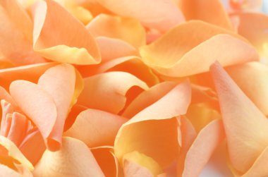 turuncu gül yaprakları 