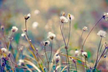 Vintage bitkisel alan