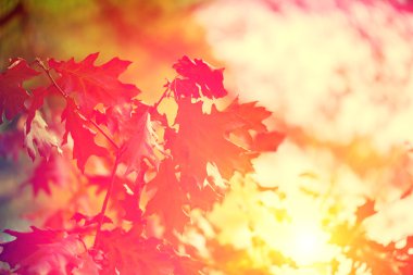 Kırmızı yaprakları arka plan