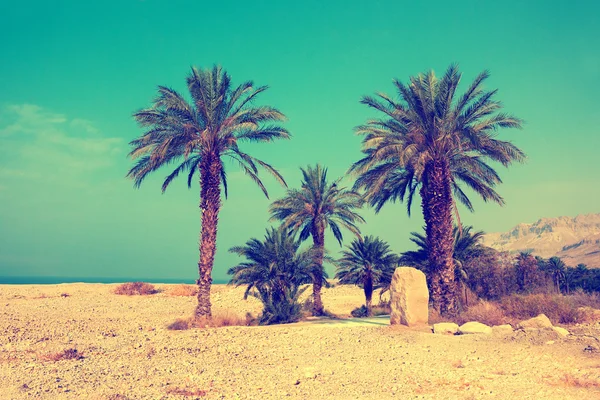 Palmbomen tegen zee in dessert — Stockfoto