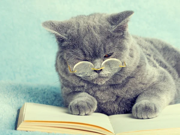 Gatto indossa occhiali sdraiato sul libro — Foto Stock