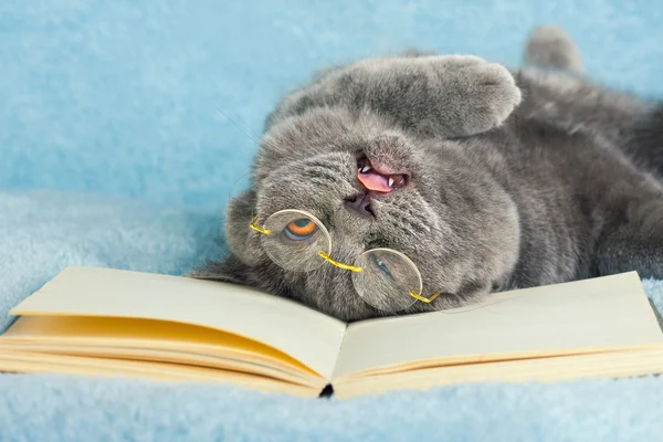 책에 안경을 착용 하는 고양이 — 스톡 사진