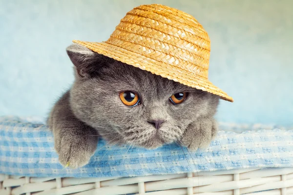Кошка в соломенной шляпе — стоковое фото