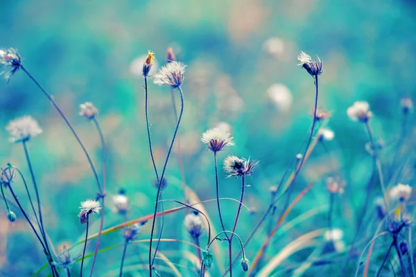 Blue vintage herbal field — Stock Photo, Image