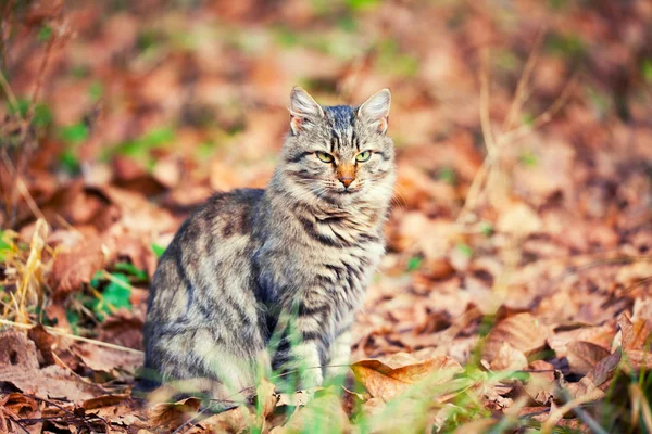 Gato sentado nas folhas caídas — Fotografia de Stock