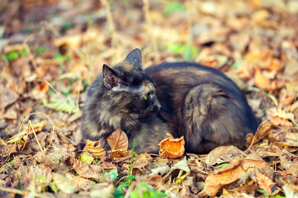 Katze sitzt auf dem gefallenen Laub — Stockfoto
