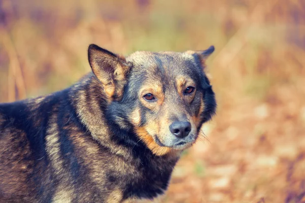 Retrato del perro — Foto de Stock