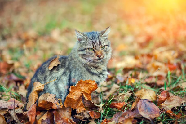 Кошка, сидящая на опавших листьях — стоковое фото