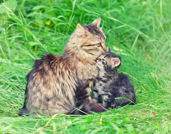 Семья кошек на траве — стоковое фото