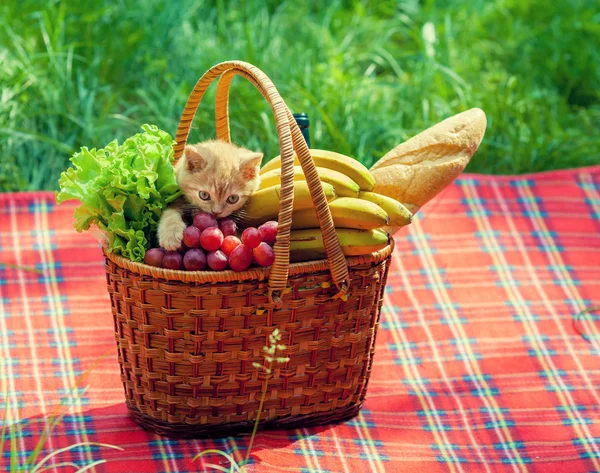Pequeño gatito en la cesta de picnic — Foto de Stock