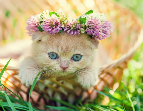 Kitten crowned with a chaplet of clover — Stock Photo, Image