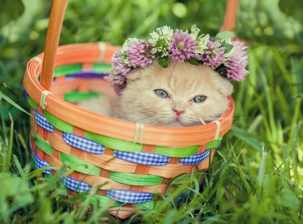 Kattunge krönt med ett halsband av klöver — Stockfoto